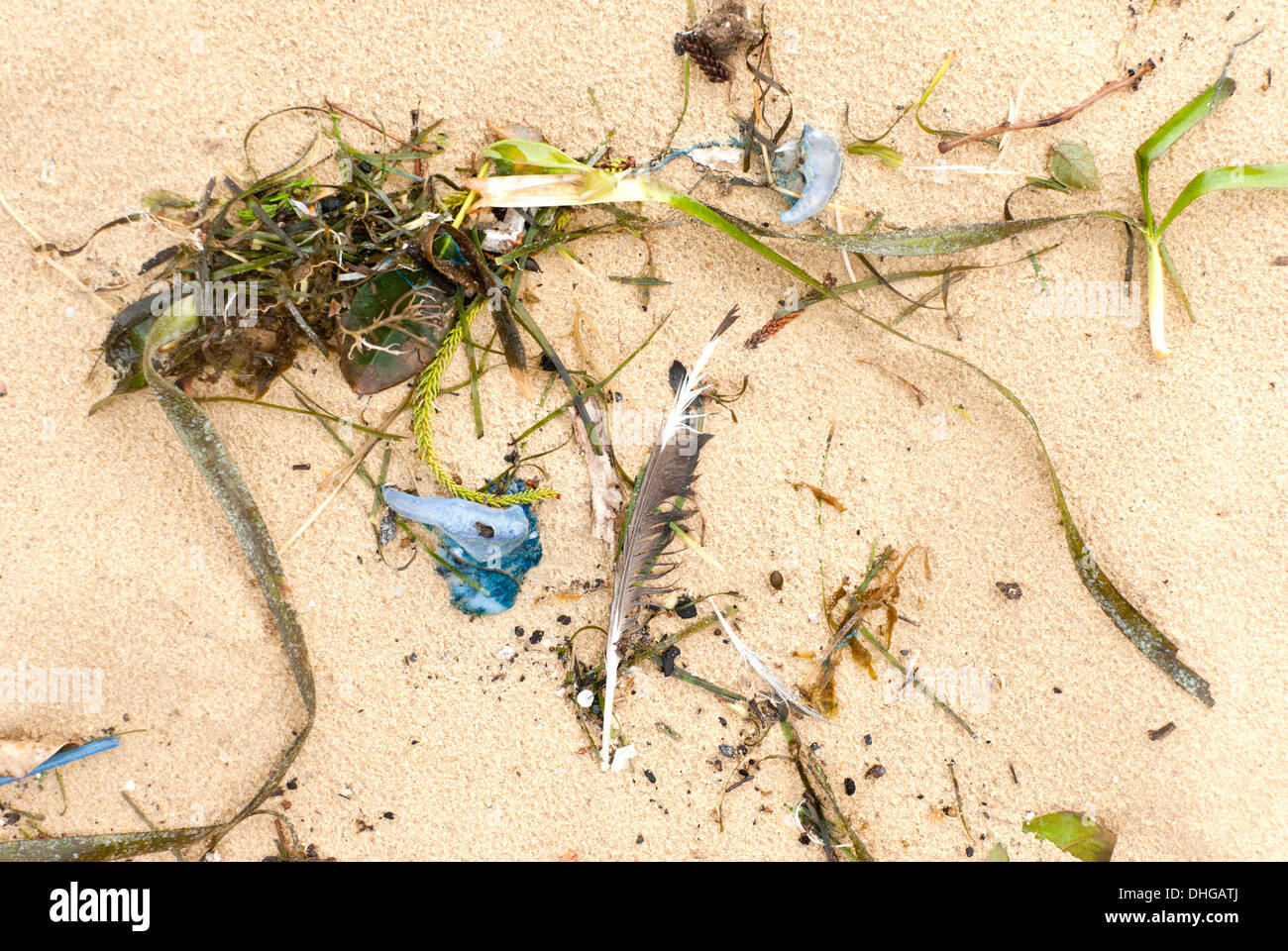 Algen und Zusammenarbeit Quallen nach einem Sturm an einem australischen Strand gespült Stockfoto