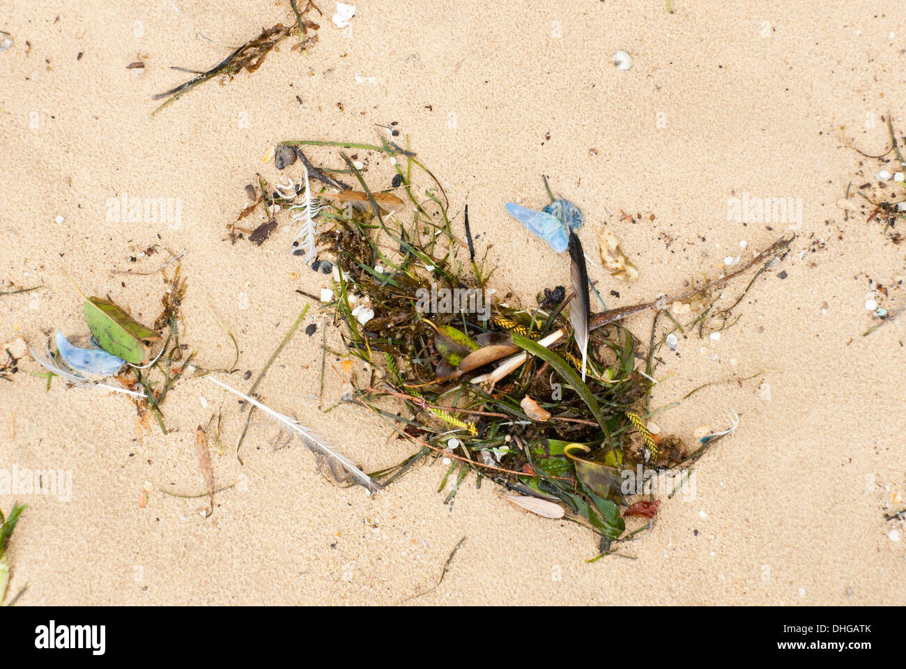 Algen und Zusammenarbeit Quallen angespült an einem australischen Strand nach einem Sturm. Stockfoto