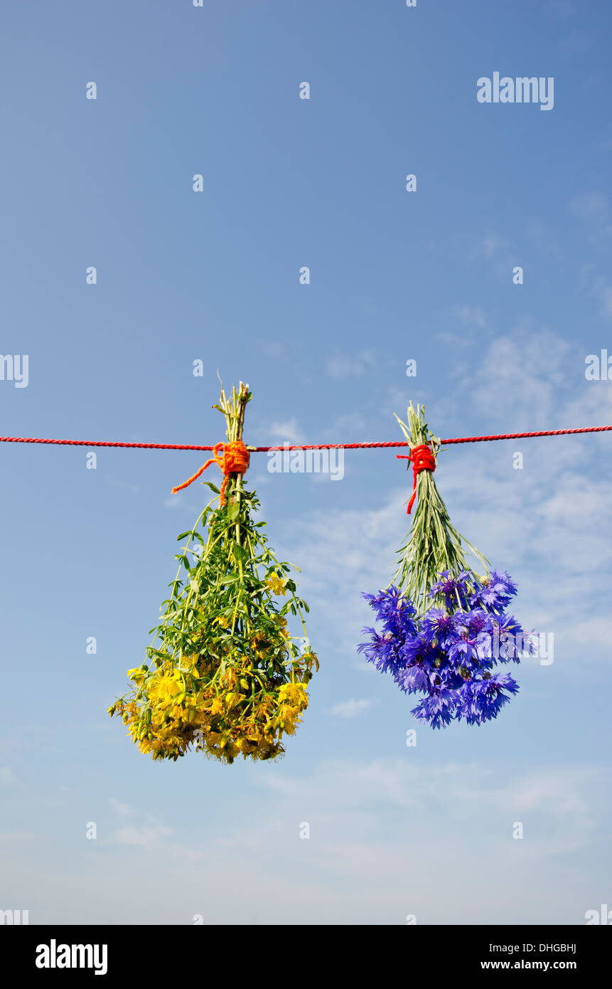St Johns Johanniskraut und Kornblume Trauben auf Zeichenfolge. Pflanzliche Arzneimittel-Konzept Stockfoto