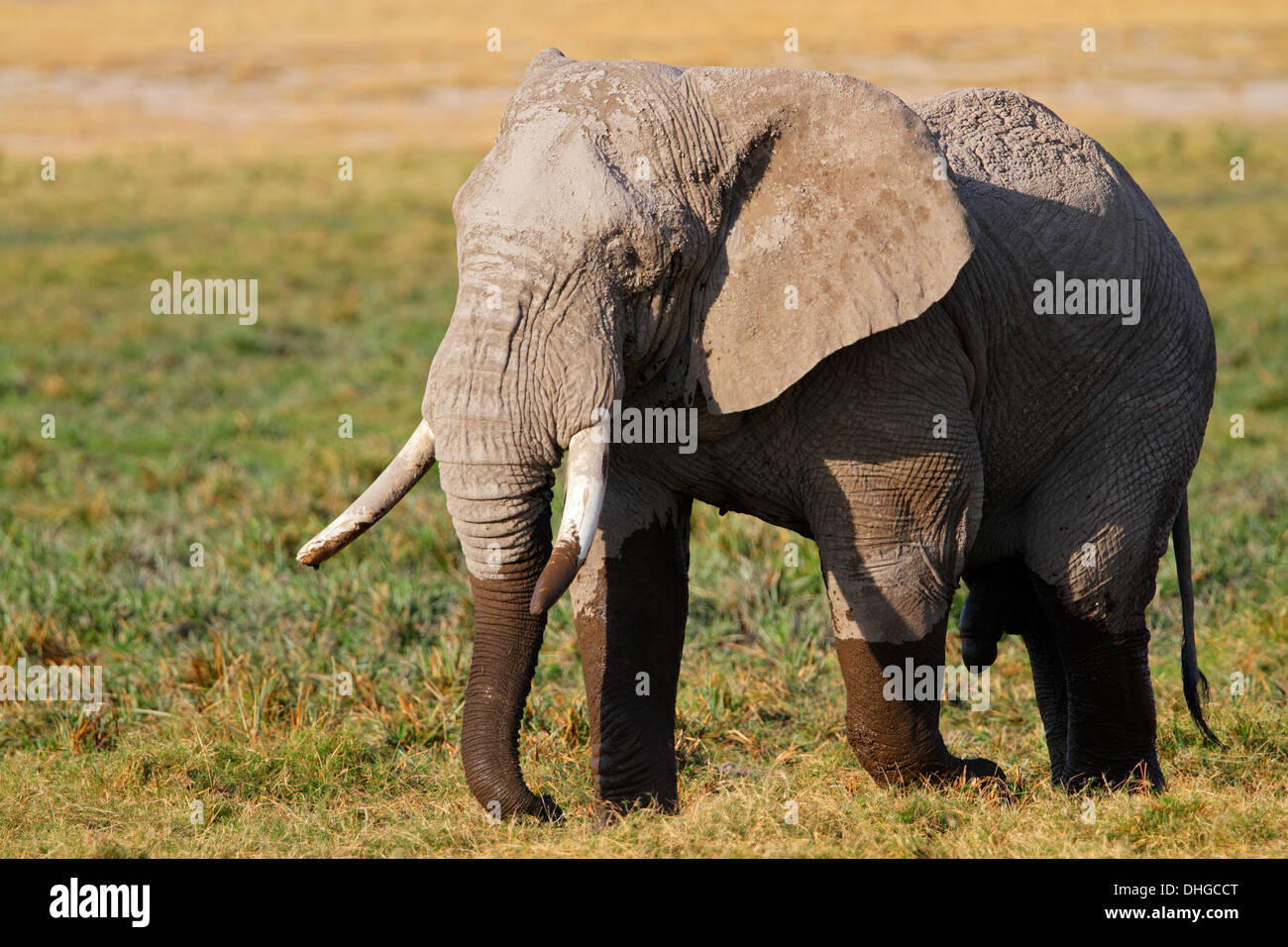 Afrikanischer Elefantenbulle (Loxodonta Africana), Amboseli Nationalpark, Kenia Stockfoto
