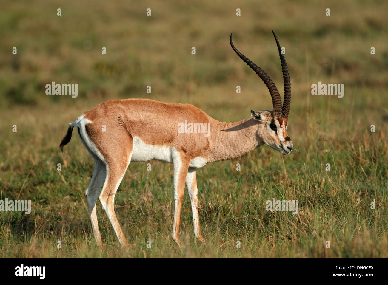 Männliche Grant es Gazelle (Nanger Granti), Lake-Nakuru-Nationalpark, Kenia Stockfoto