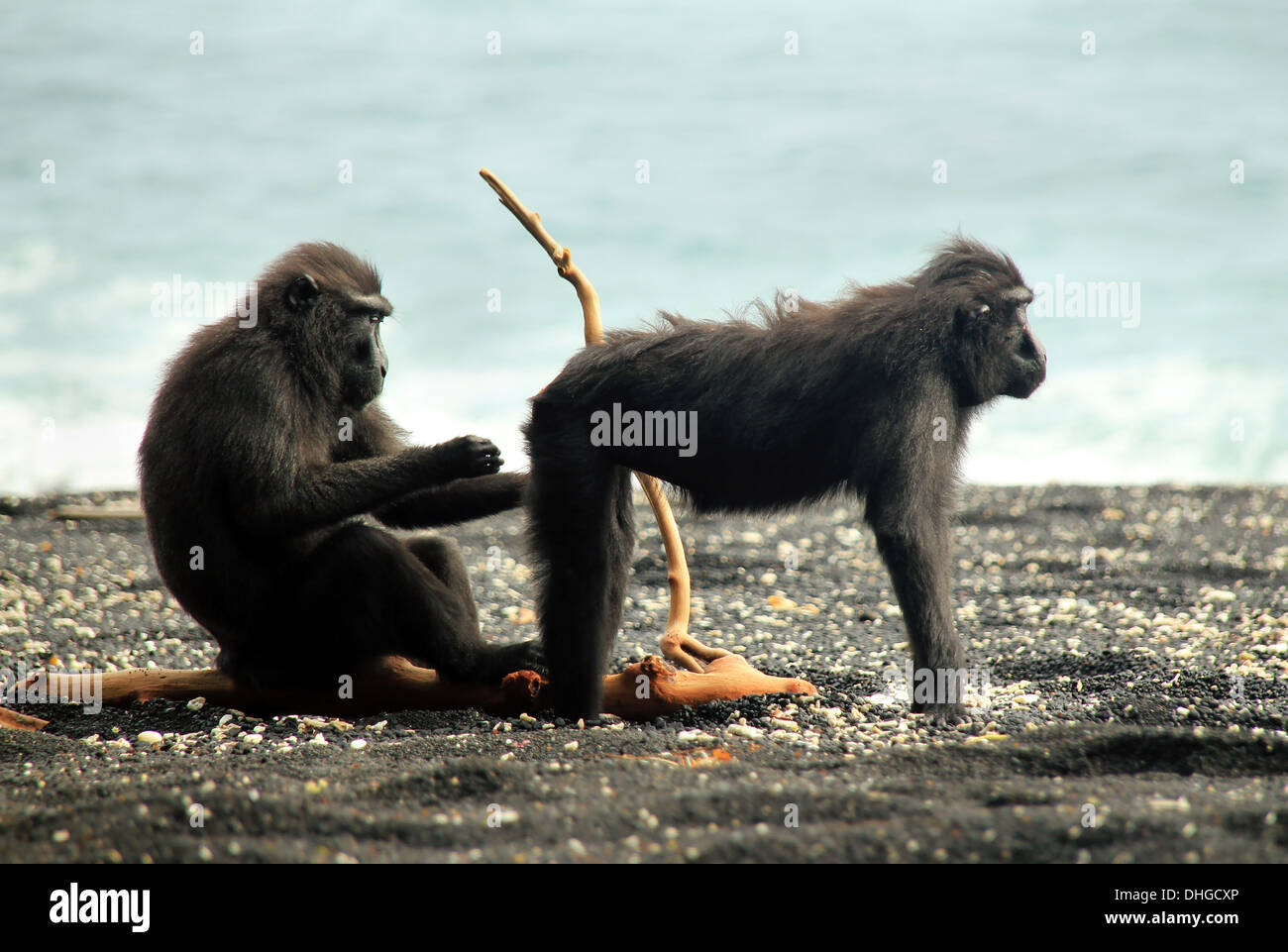 Schwarze Makaken aka Celebes Crested Makaken (Macaca Nigra) Reinigung gegenseitig am Ufer, Tangkoko, Indonesien Stockfoto