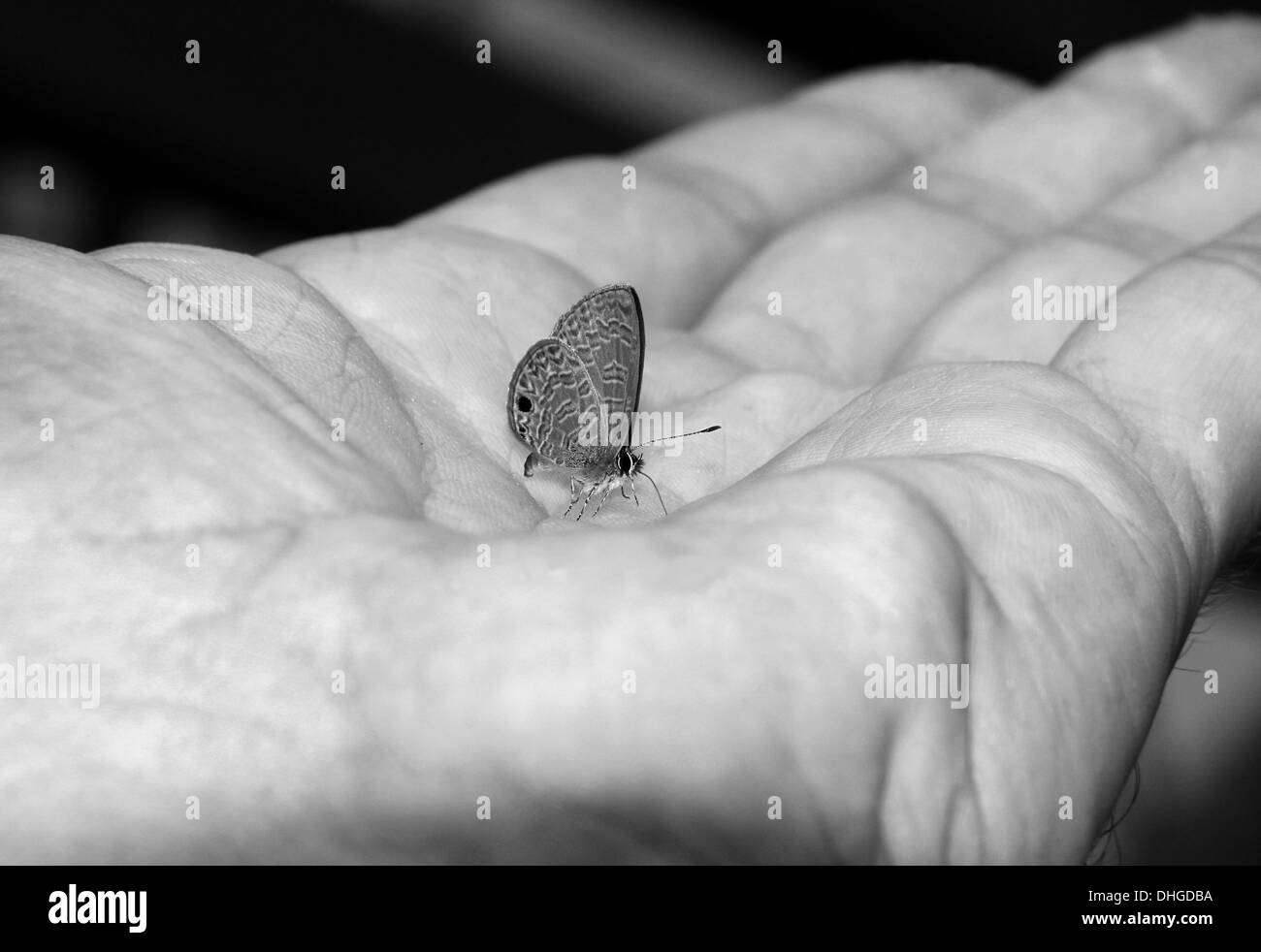 Kleiner Schmetterling in Hand mit der Handfläche, Taman Negara, Malaysia Stockfoto