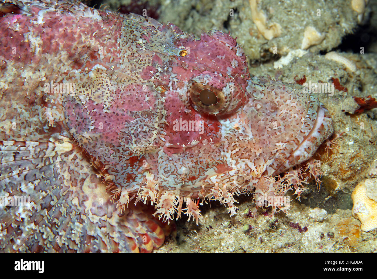 Nahaufnahme von einem bärtigen Drachenköpfe, Süd Male Atoll, Malediven Stockfoto