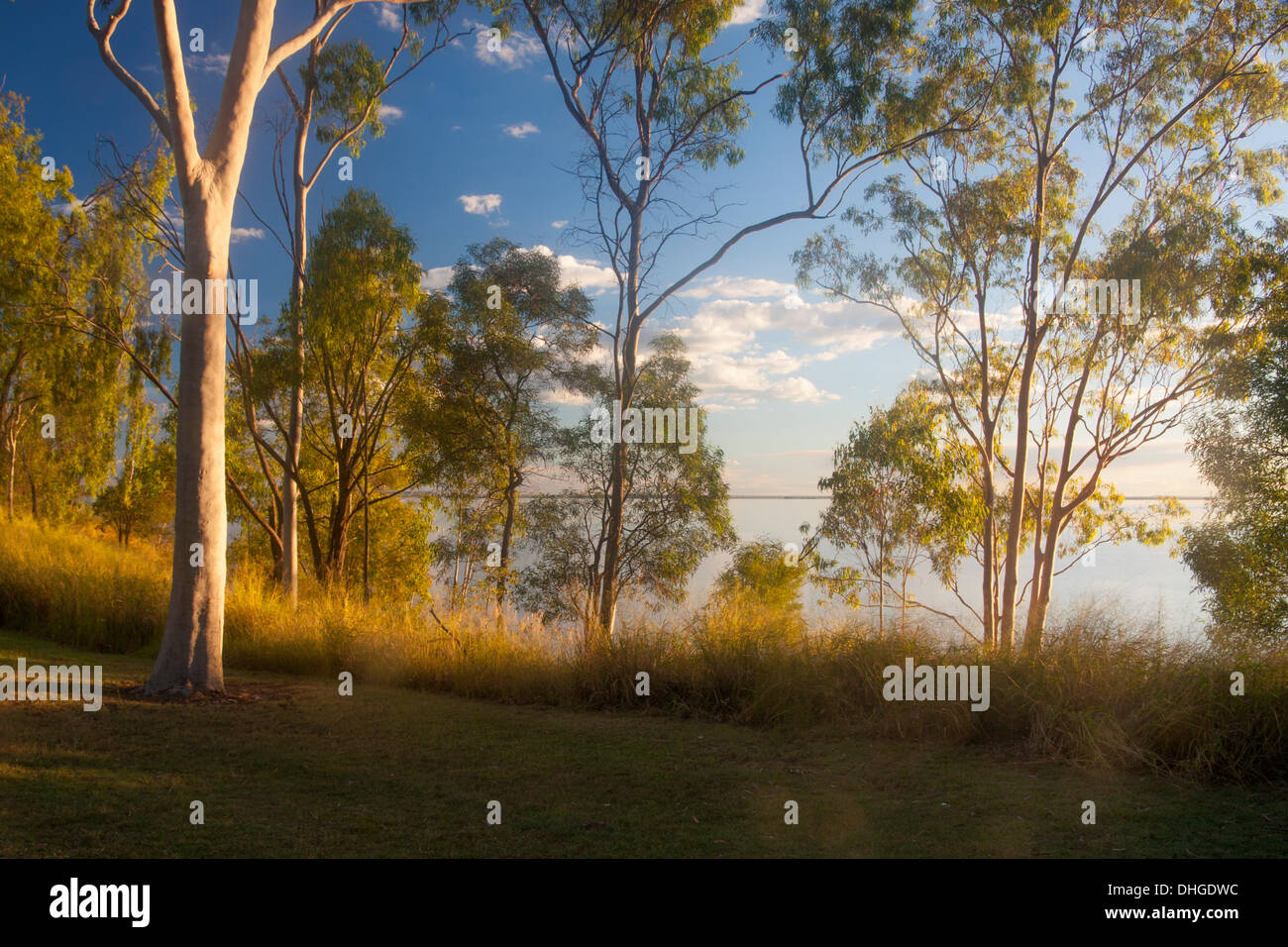Eukalyptus / gum Bäumen am Ufer des Lake Maraboon bei Sonnenuntergang in der Nähe von Emerald-Queensland-Australien Stockfoto