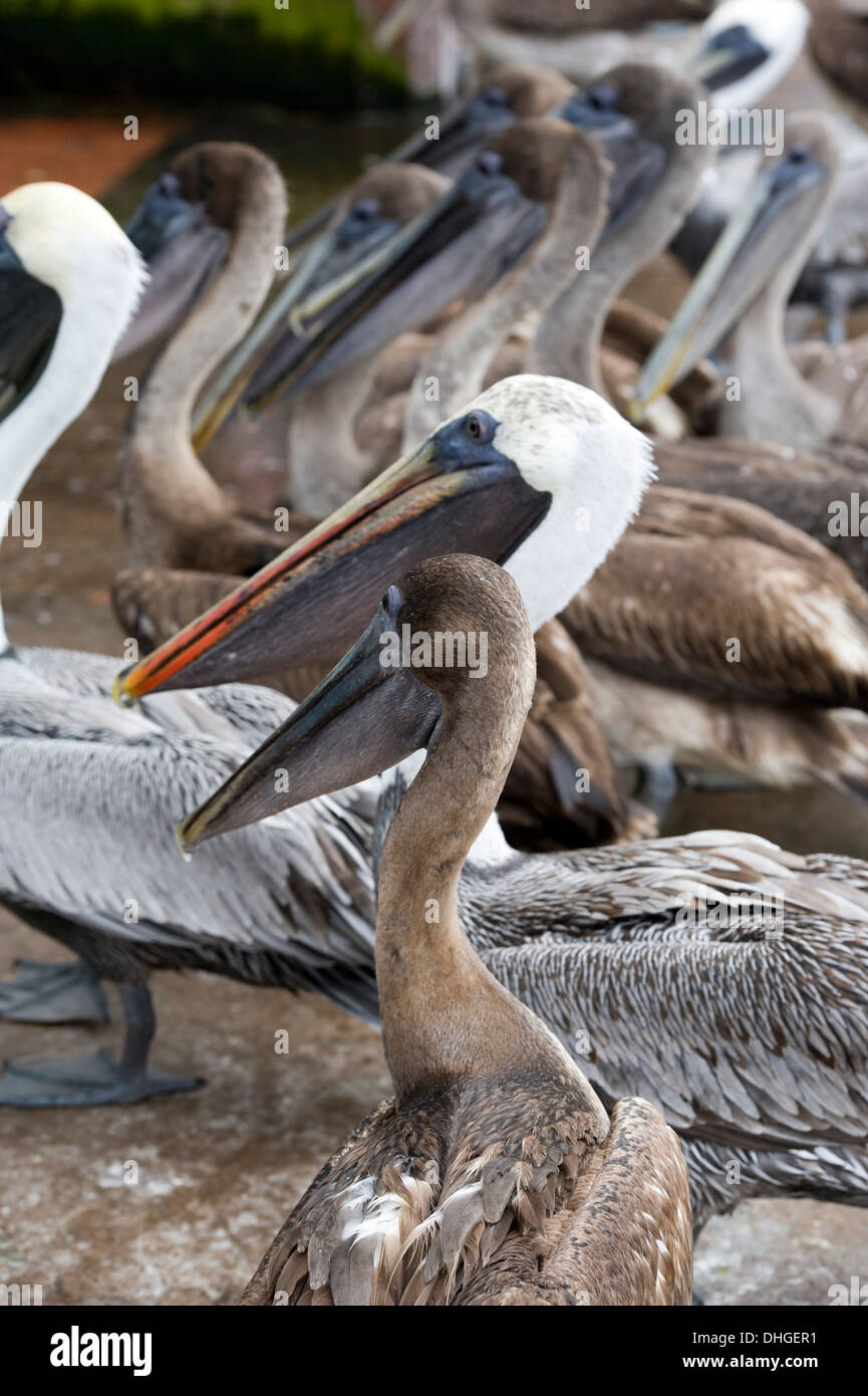 Pelikan in Santa Cruz Insel Galapagosinseln Ecuador Stockfoto