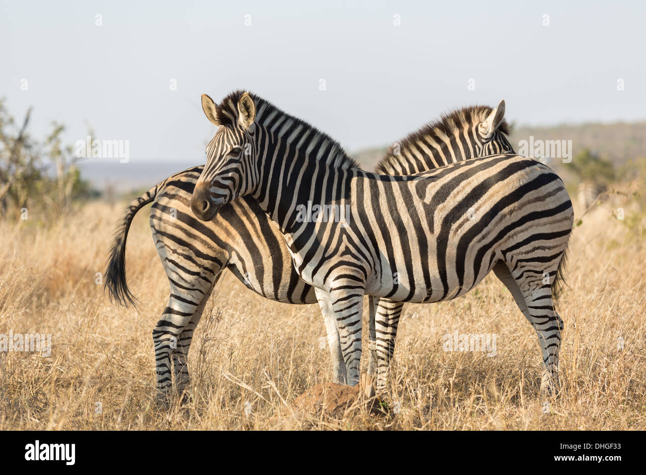 2 Zebra stehend Kopf zu Endstück, Kruger National Park SA 2013 Stockfoto