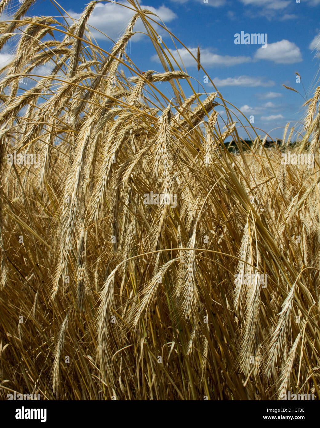 Weizen wächst Bild von Catherine Brown Alamy Live News Stockfoto
