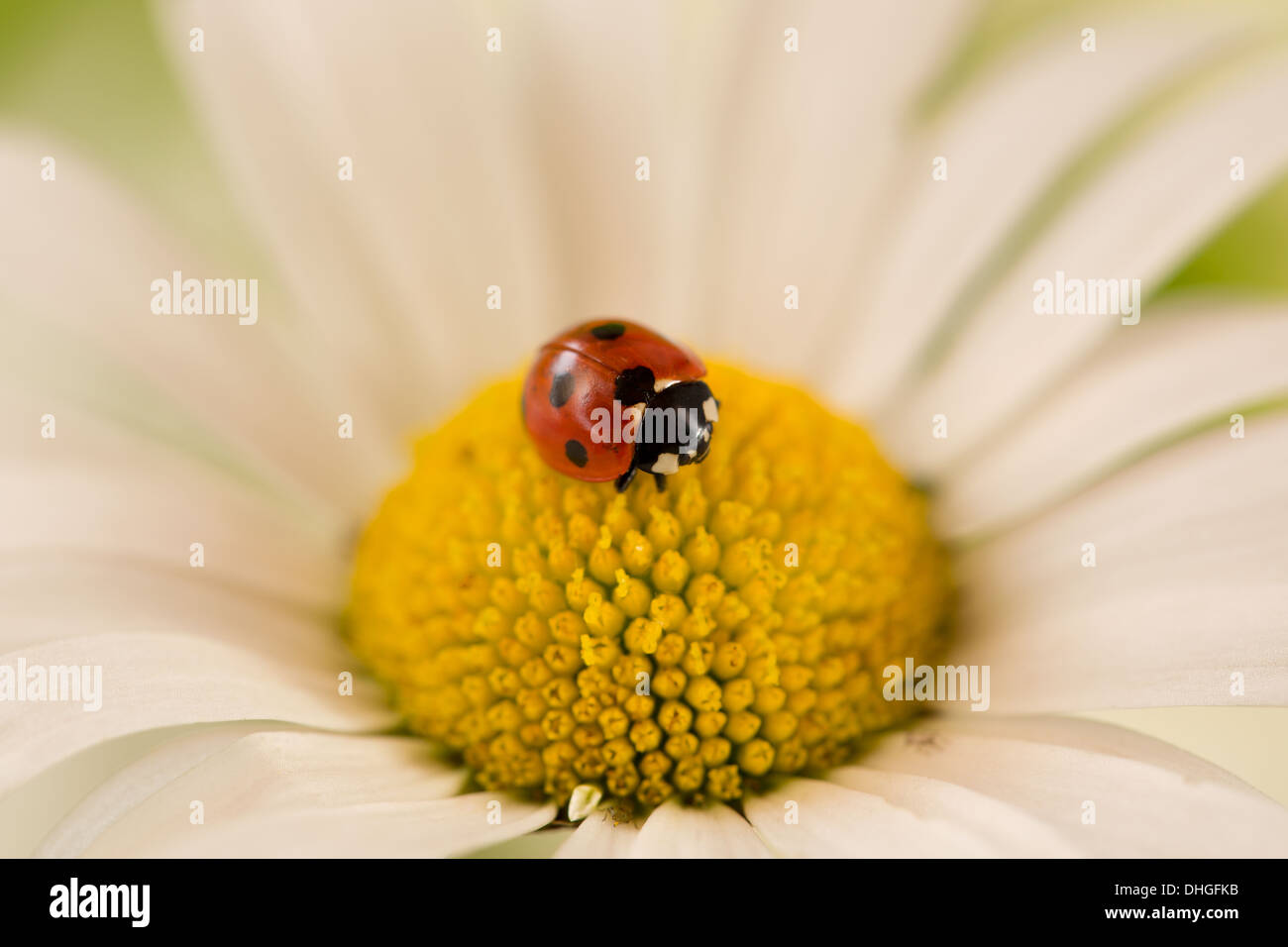 Ein Marienkäfer auf die Blüte einer Blume Gänseblümchen Stockfoto