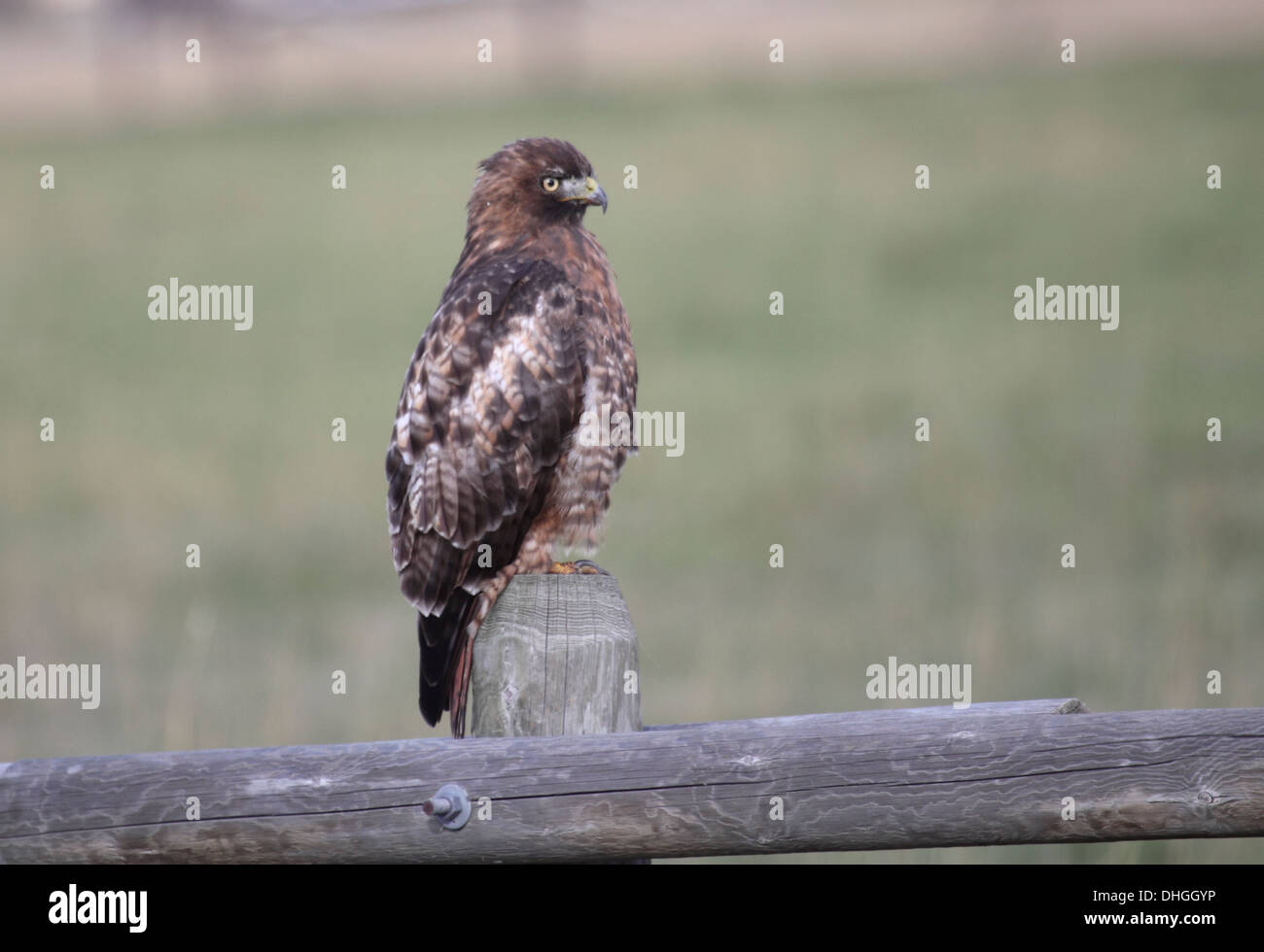 Red tailed Hawk in Wyoming Stockfoto