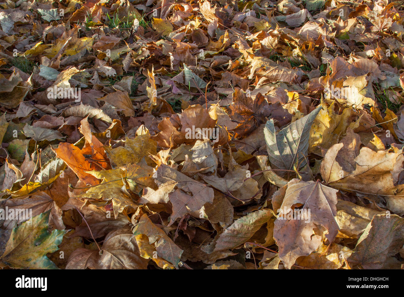 Textur-Hintergrund der Herbstlaub auf dem Boden, vor allem Ahorn - niedrigen Winkel Ansicht Stockfoto