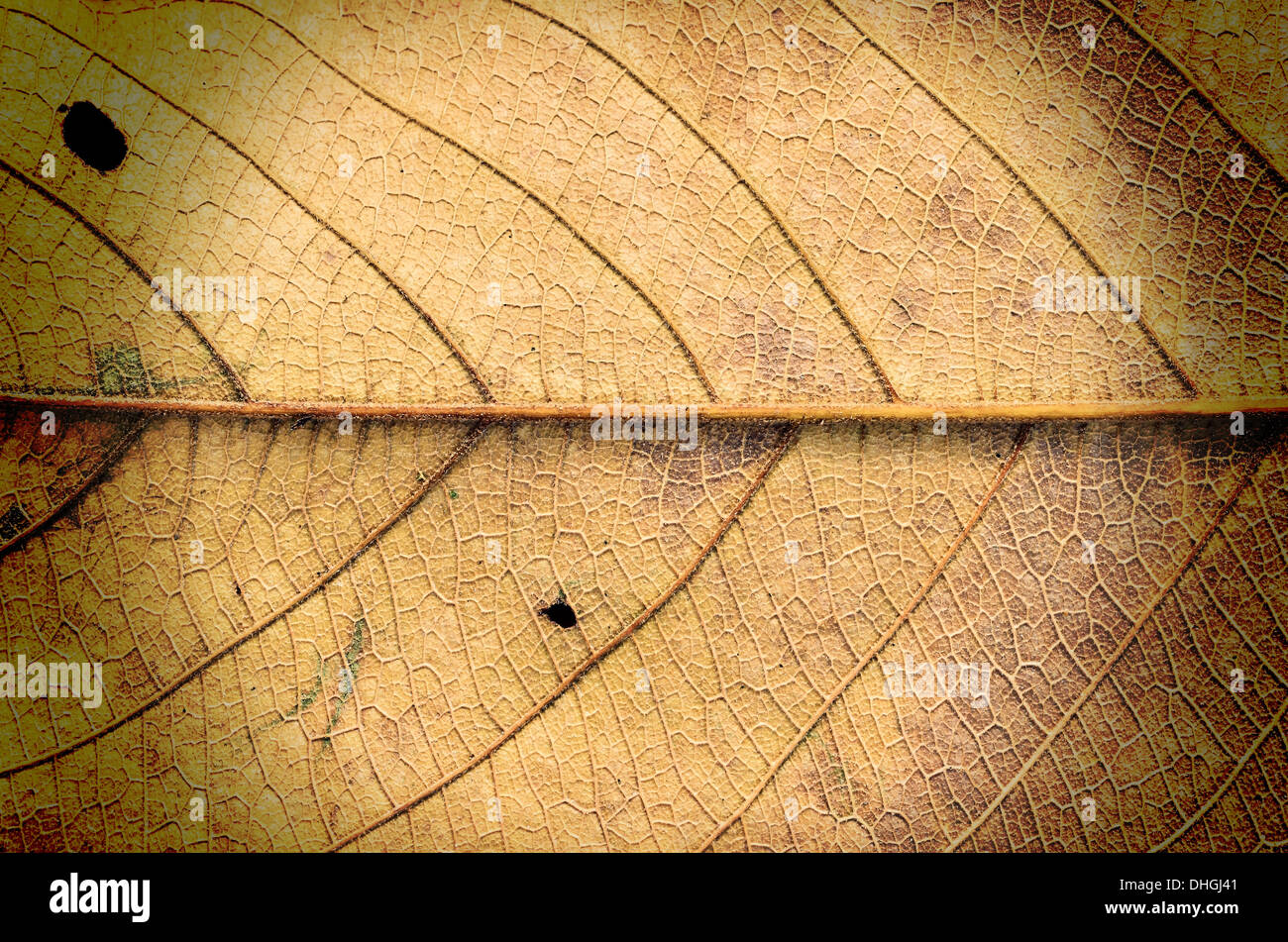 trocken lassen Textur auf weißes Licht Stockfoto