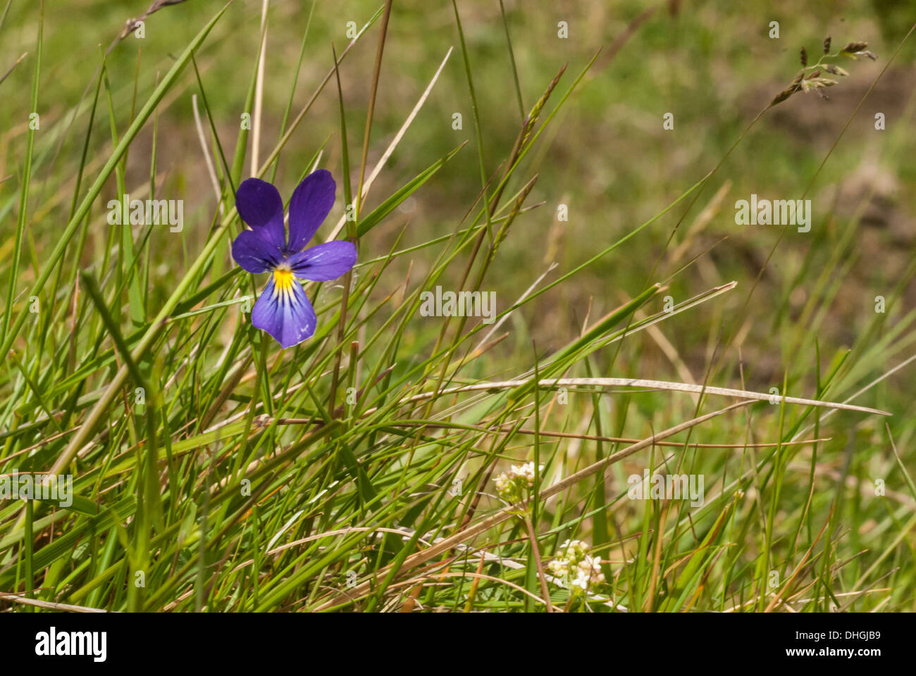 Einzelne Stiefmütterchen links des Rahmens in Landschaft Stockfoto