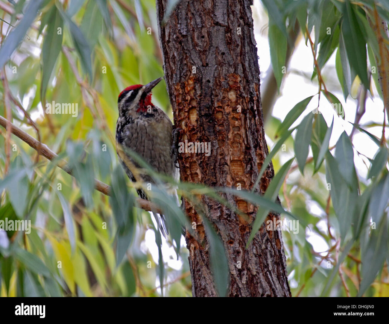 Roten Himalaja-Sapsucker ernähren sich von dem Saft, der aus den Löchern ausstrahlt hat es in einer Weide in Wyoming gebohrt. Stockfoto
