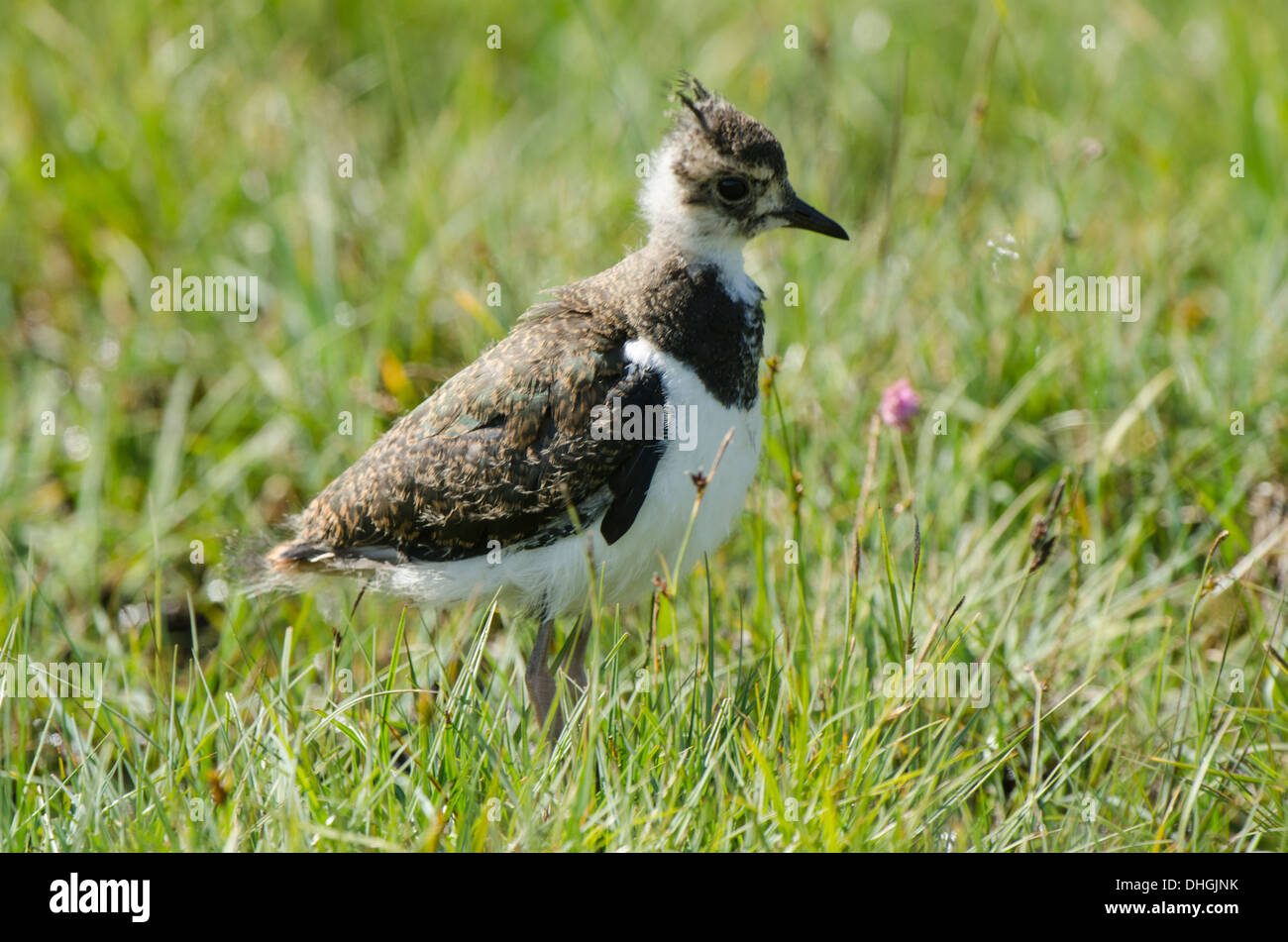 Großen Küken Gras füttern. Stockfoto