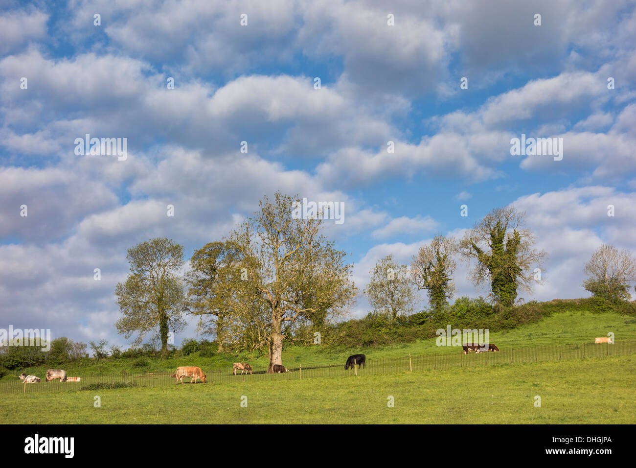Grasende Kühe auf einem Feld, Cotswolds, England Stockfoto