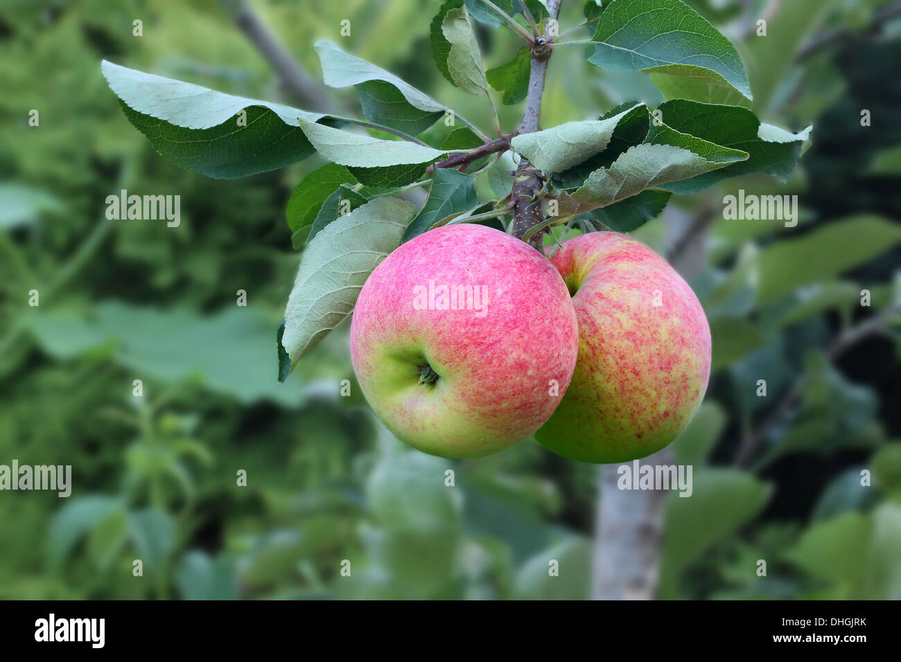 Zwei Äpfel auf einem Ast in einem Garten Stockfoto