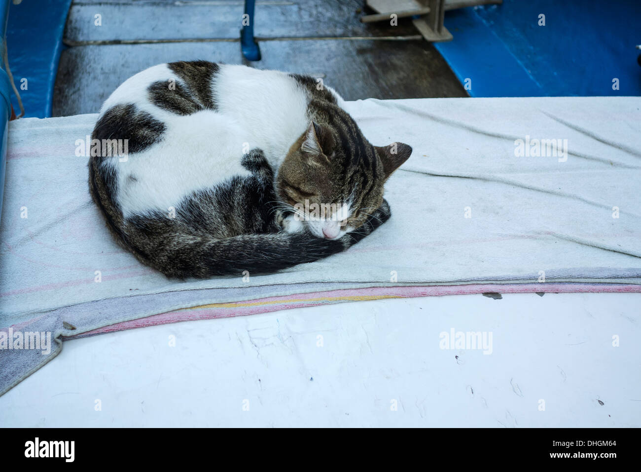 Katze schläft auf einem Boot, Cinque Terre, Italien Stockfoto