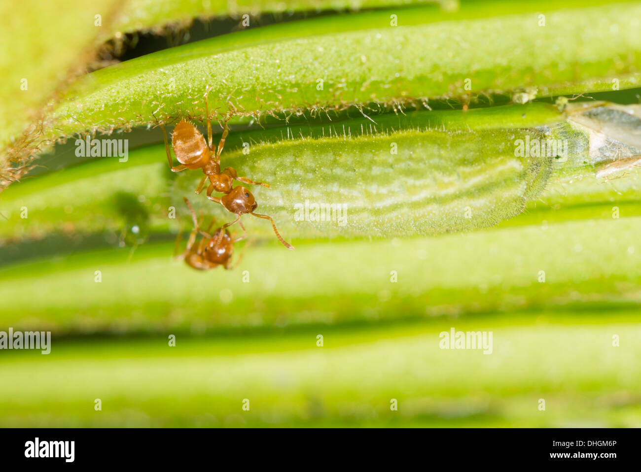 Eine Larve des Chilades Pandava Schmetterlings von Ameisen gepflegt wird Stockfoto