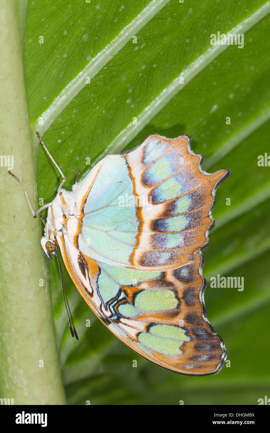 Ein Erwachsener Malachit Schmetterling ruht Stockfoto