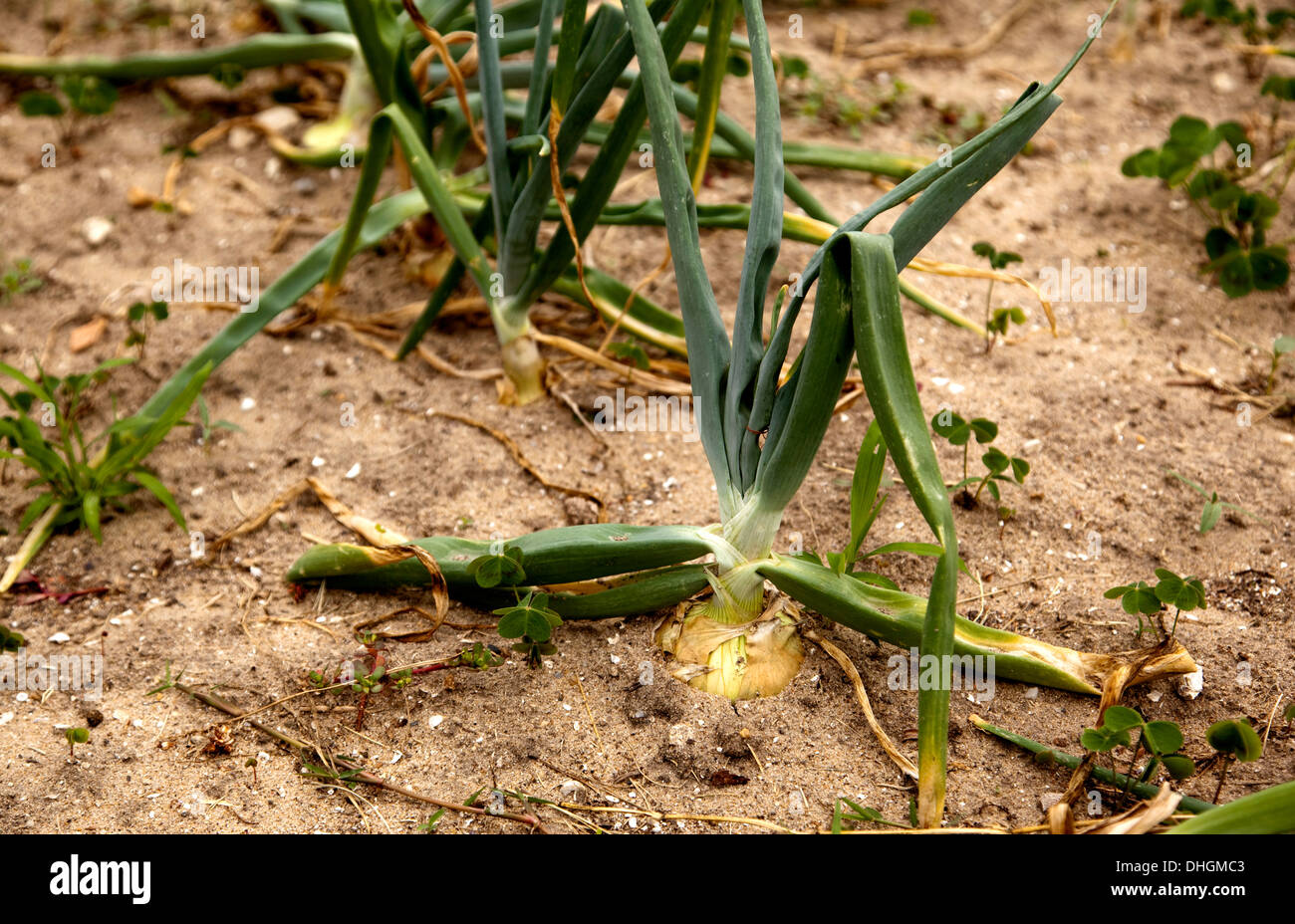 Zwiebeln wachsen im Boden Stockfoto