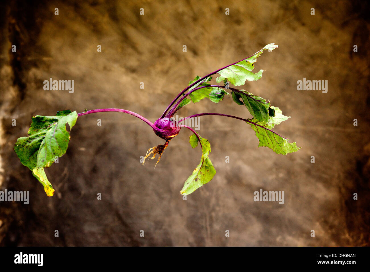 Kohlrabi Stockfoto