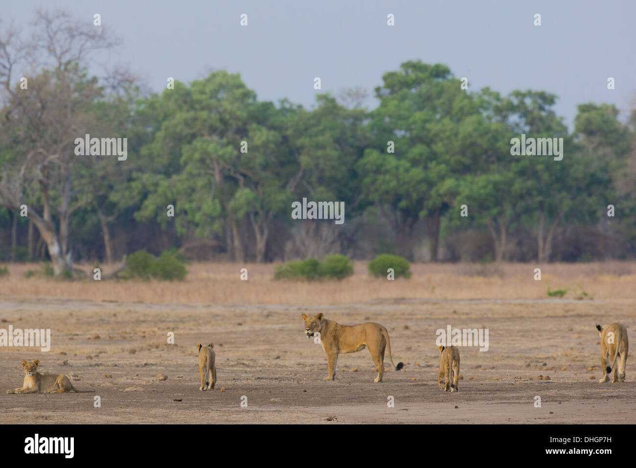 Stolz der Löwe (Panthera Leo) unterwegs Stockfoto Stolz der Löwe (Panthera Leo) unterwegs Stockfoto