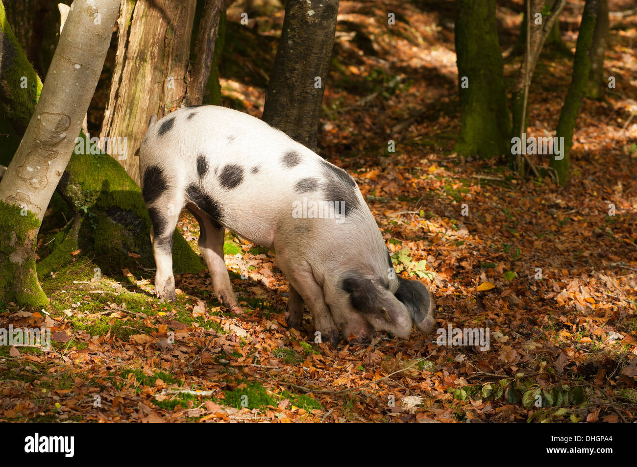 New Forest Schweine Suchen nach Eicheln die New Forest Hampshire England Großbritannien Stockfoto