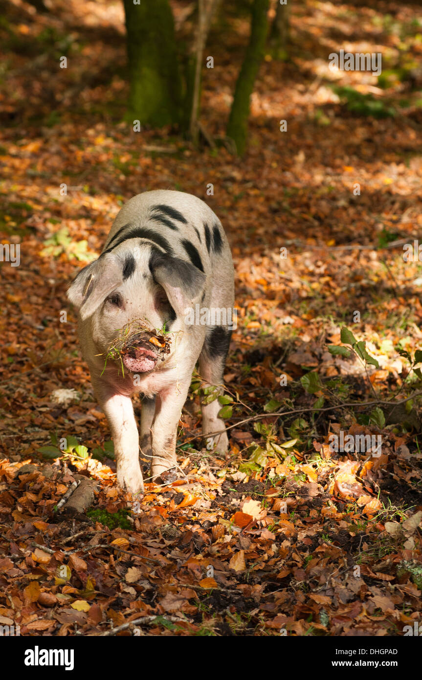 New Forest Schweine Suchen nach Eicheln die New Forest Hampshire England Großbritannien Stockfoto