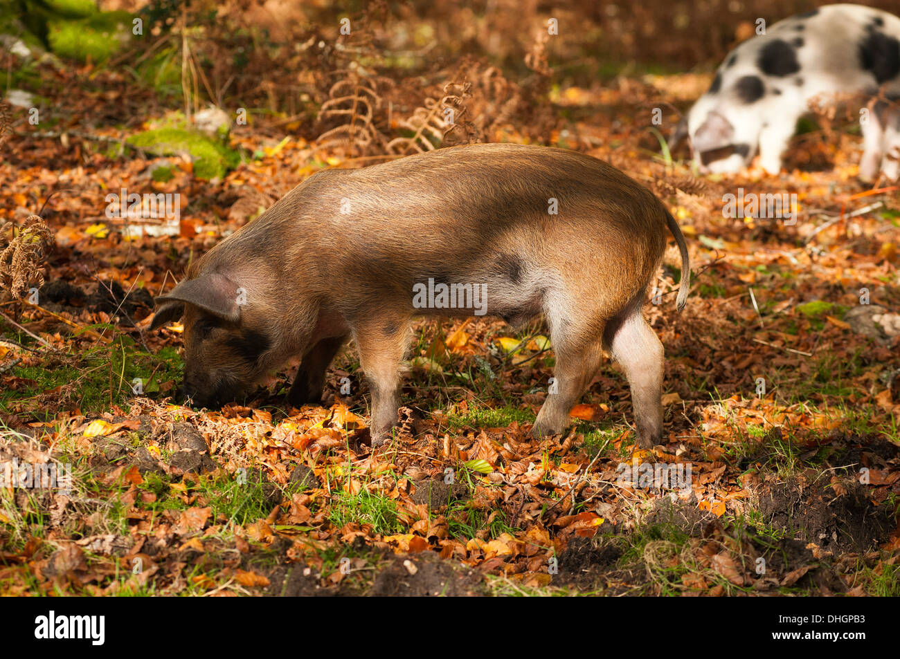 New Forest Schweine Suchen nach Eicheln die New Forest Hampshire England Großbritannien Stockfoto