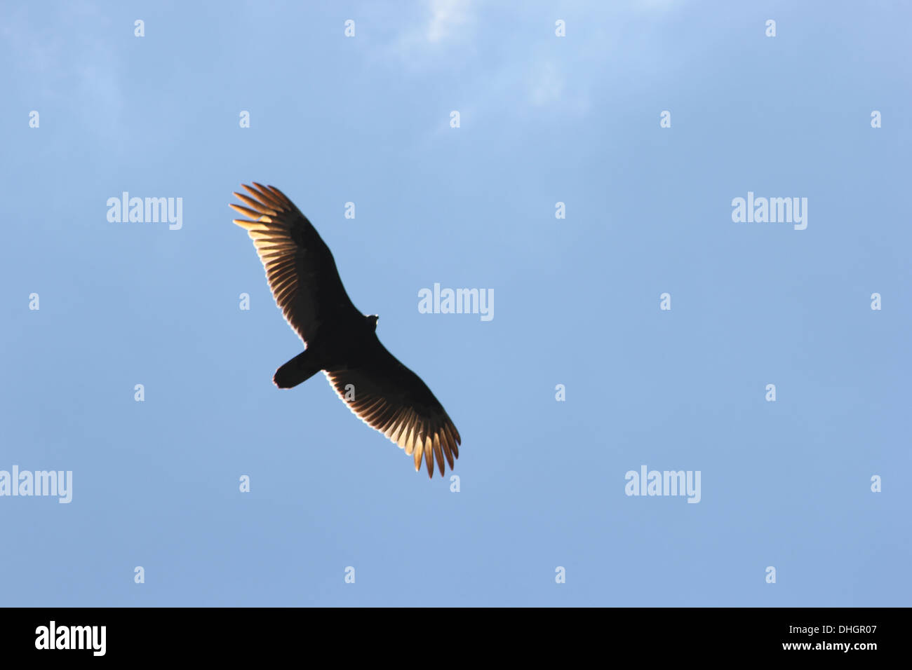 Falken fliegen overhead Stockfoto