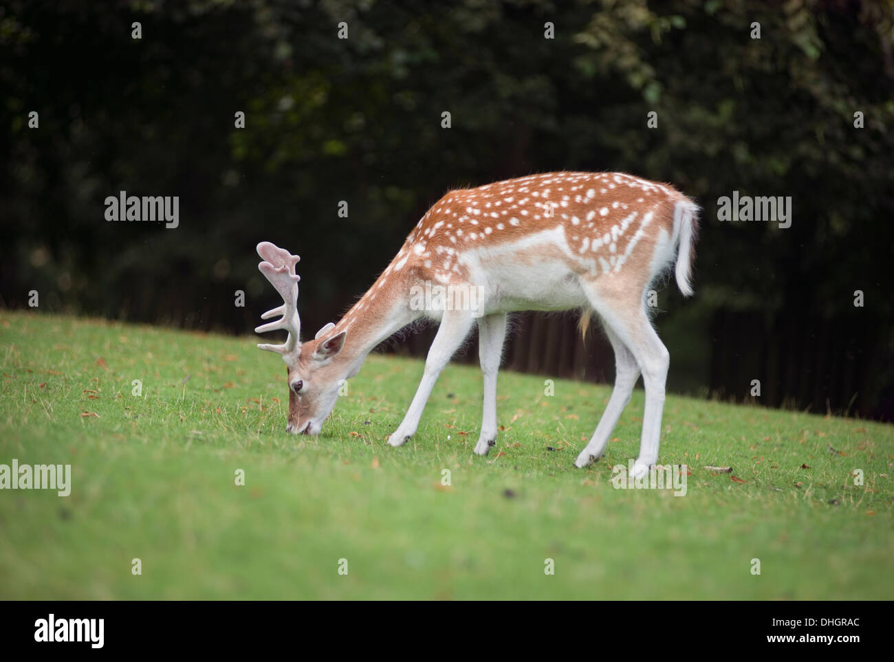 Rehe grasen am Dunham Massey in Cheshire, England, UK Stockfoto