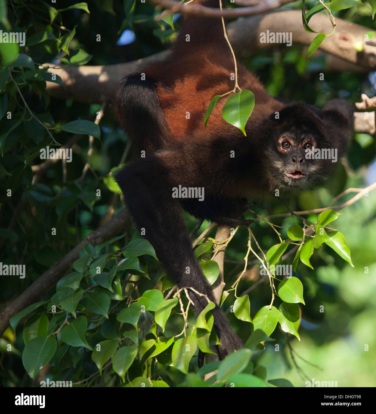 Schwarzhändige Spinnenaffe (Ateles geoffroyi), die andere Affen von einem Baum im tropischen Regenwald beobachten. Stockfoto