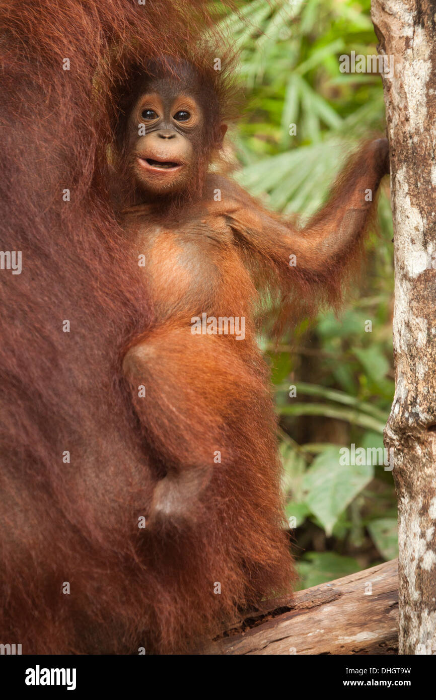 Lächelndes, wildes Bornean Orangutan (Pongo pygmaeus) Baby, das sich am Fell der Mutter festklammert Stockfoto