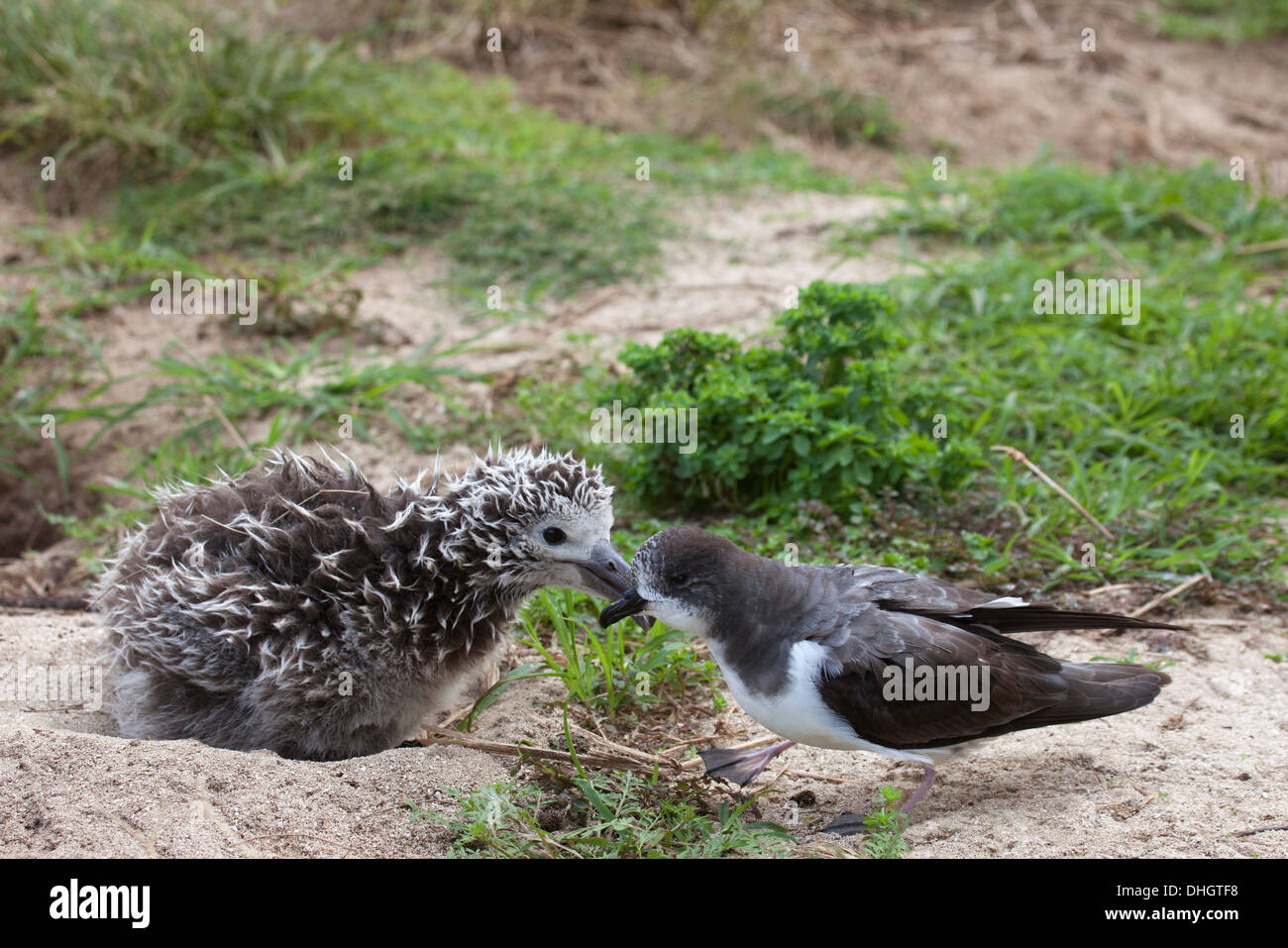 Bonin Petrel (Pterodroma hypoleuca) spaziert durch das neugierige Laysan Albatross-Küken (Phoebastria immutabilis), das sich aus dem Nest lehnt, um Nachforschungen anzustellen Stockfoto