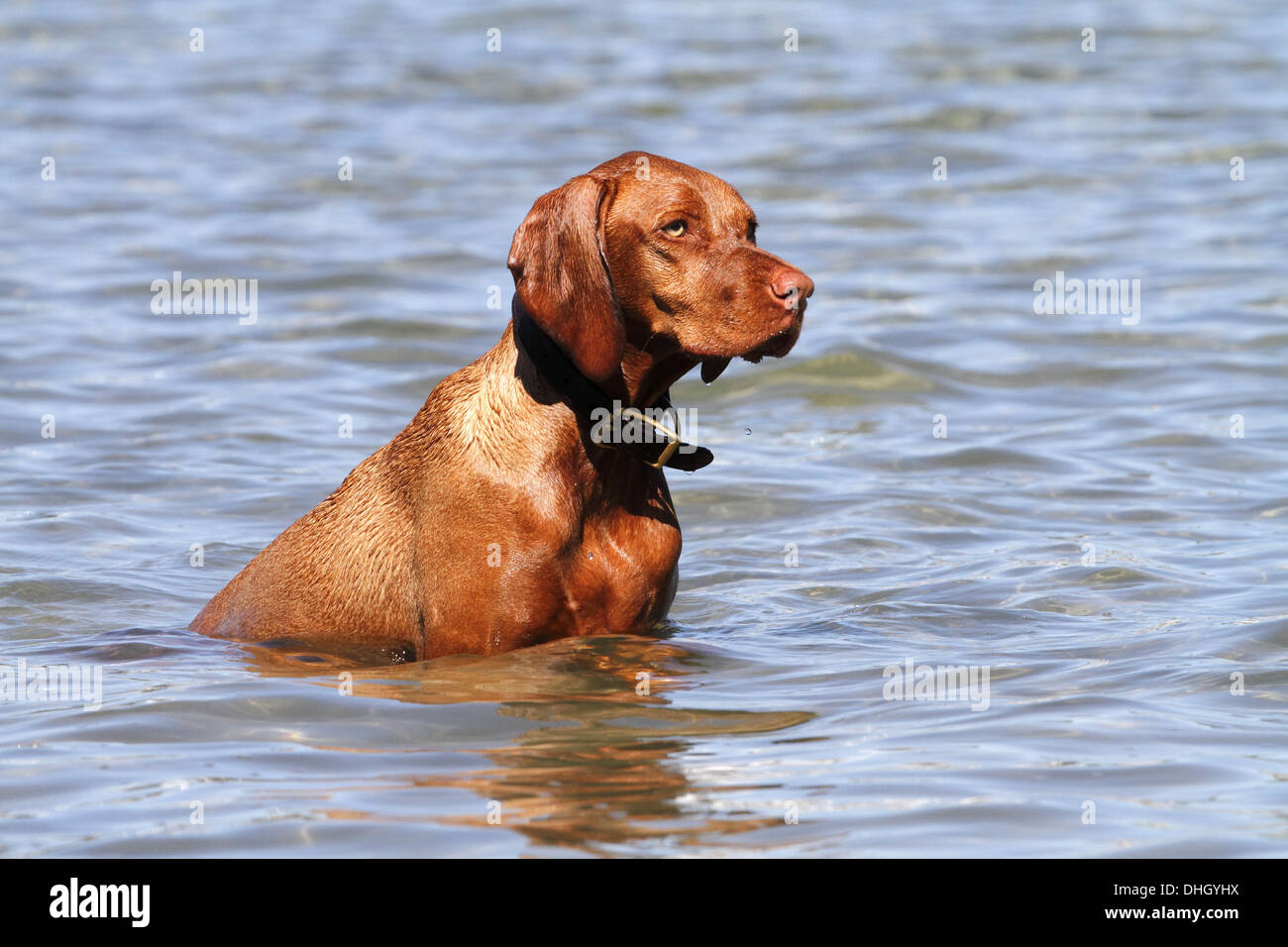 Magyar Vizsla im Wasser sitzen Stockfoto