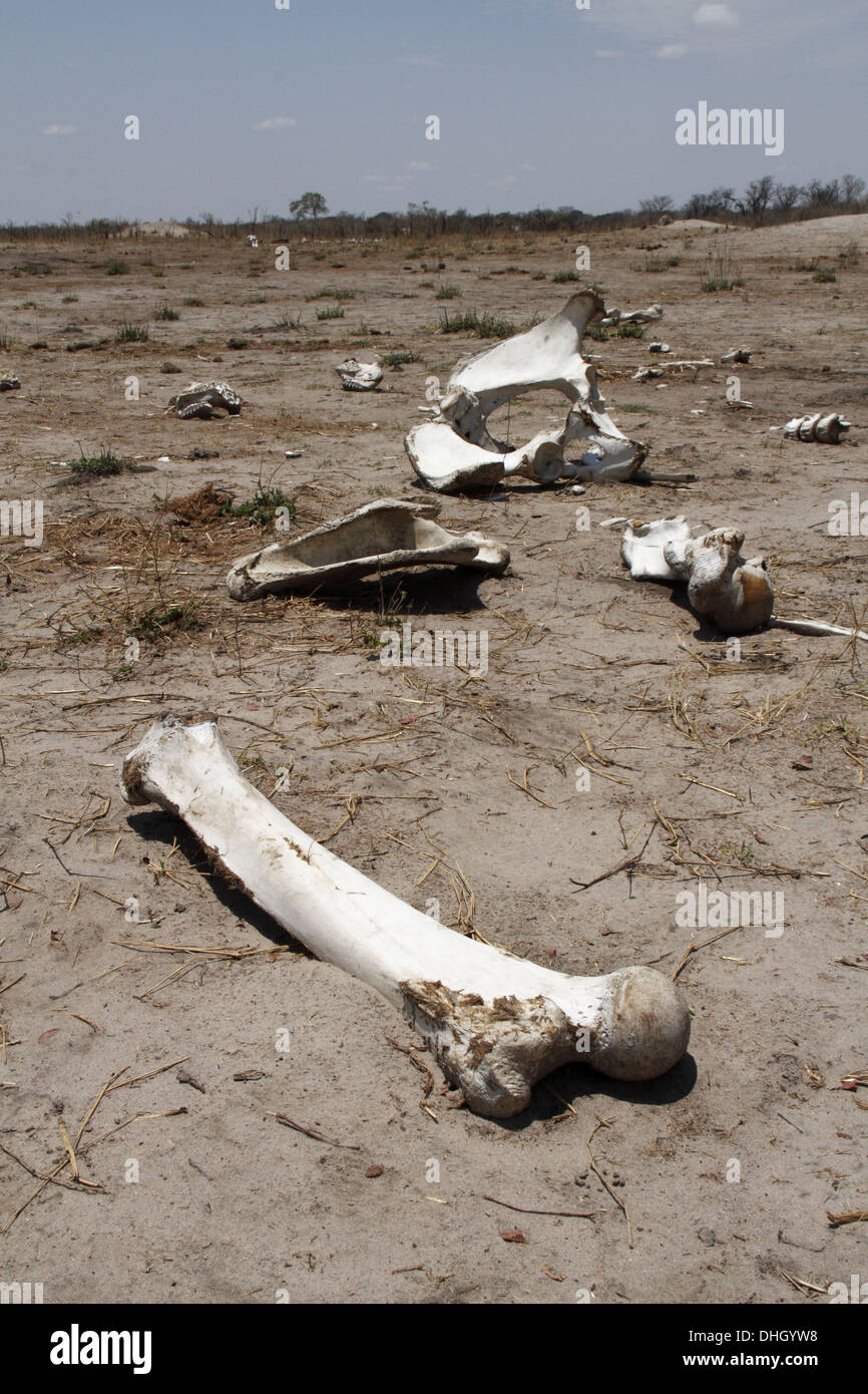 Elefant Knochen verstreut Hwange-Nationalpark Stockfoto