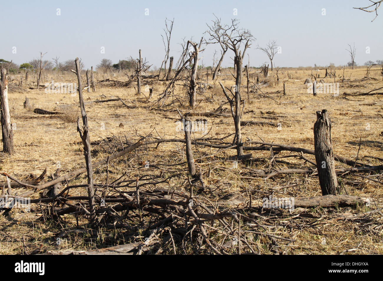 Schäden Sie an Bäumen verursacht durch Elefanten in Afrika Stockfoto