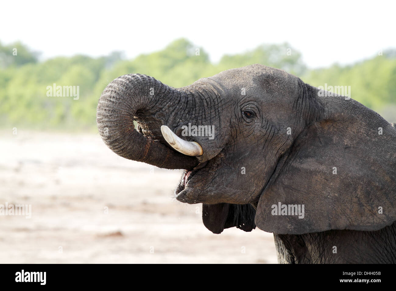 Afrikanischer Elefant mit Rüssel in den Mund zu trinken Stockfoto