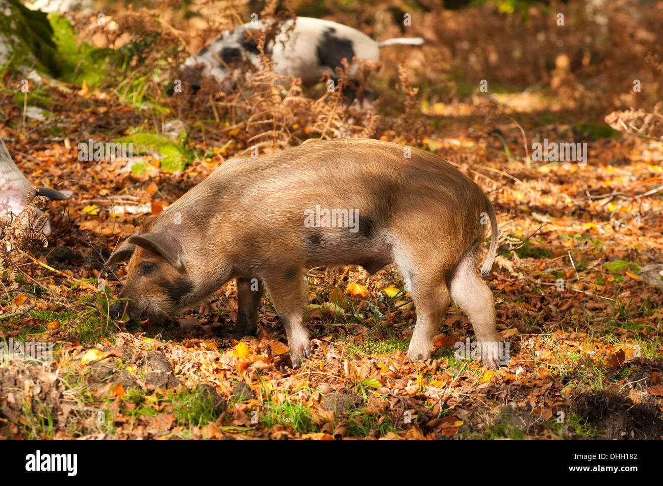 New Forest Schweine Suchen nach Eicheln die New Forest Hampshire England Großbritannien Stockfoto