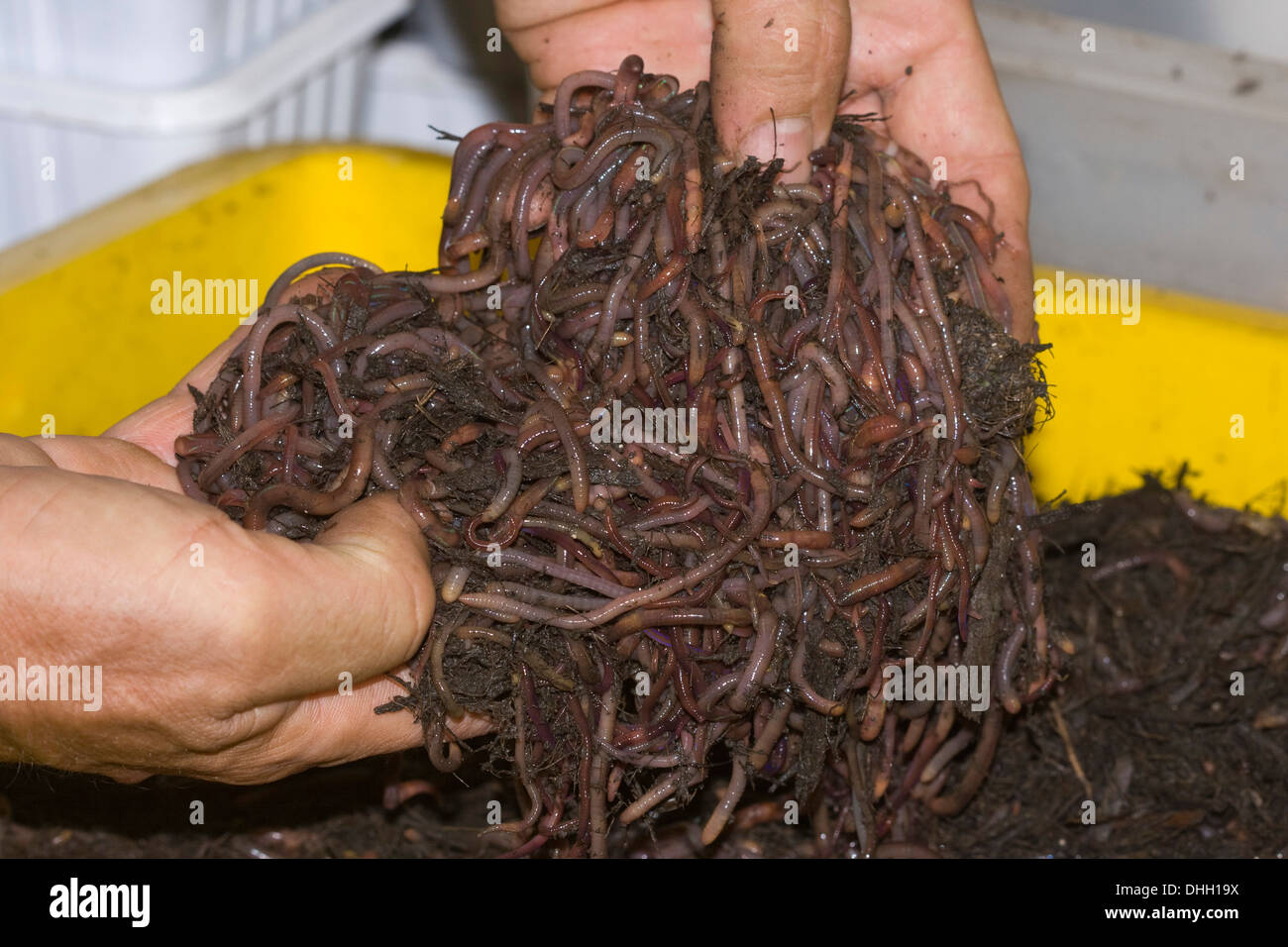 Hände halten eine riesige Masse von sich windenden rot / braun Regenwürmer in einem Wurm-Farm gezüchtet Stockfoto