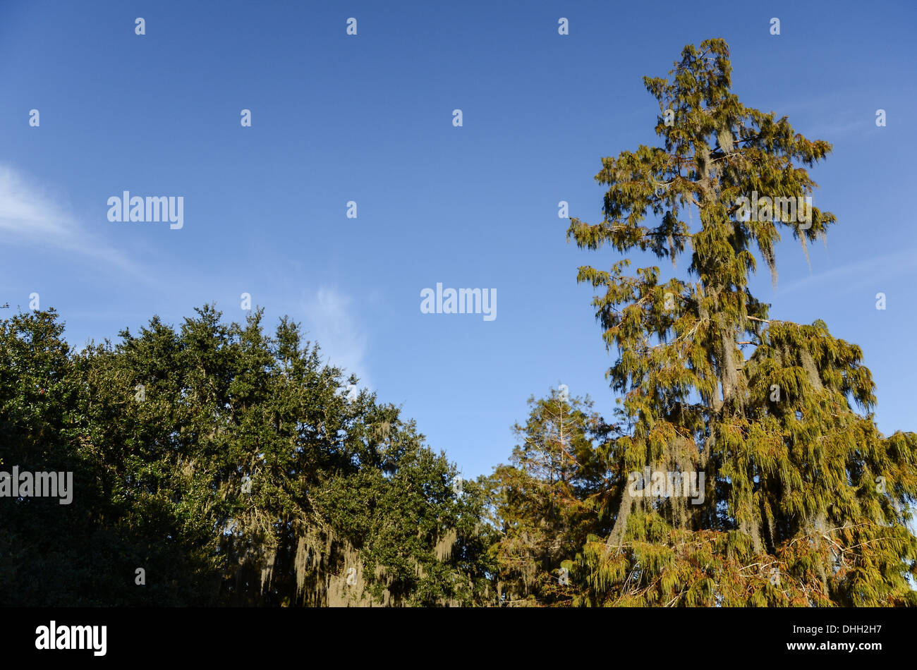 New Orleans Sumpf-tour Stockfoto