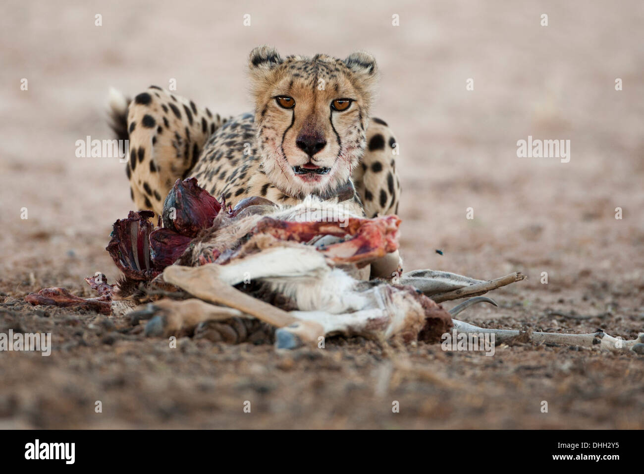 Weibliche Cheetah mit Kill in der Kalahari-Wüste Stockfoto