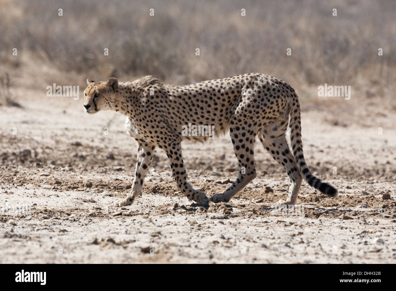 Gepard Mann mit gebrochenem Bein zu Fuß in der Kalahari-Wüste Stockfoto