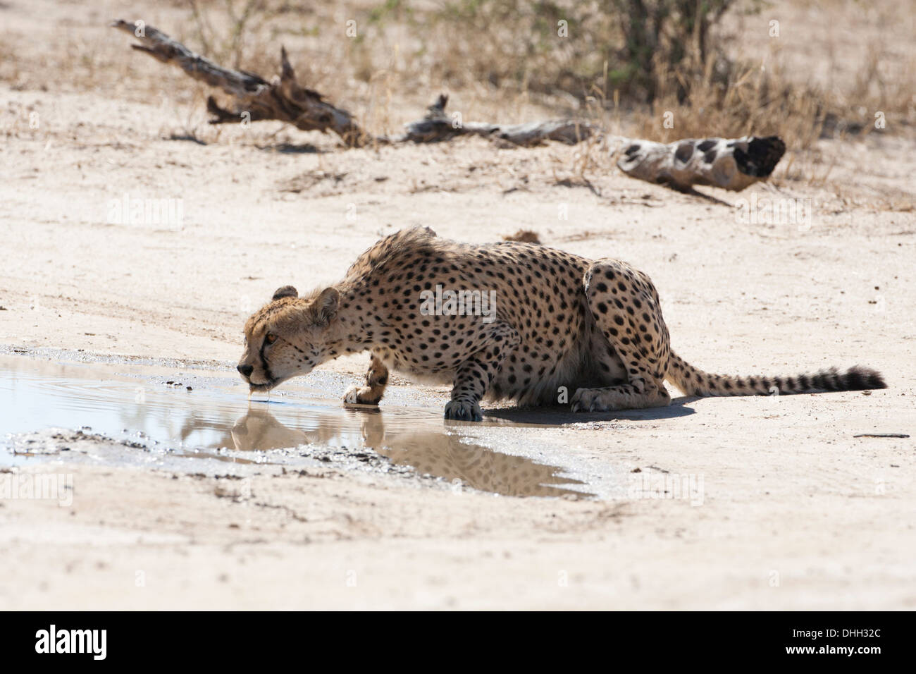 Gepard männlich trinken an einer Wasserstelle in der Kalahari-Wüste Stockfoto