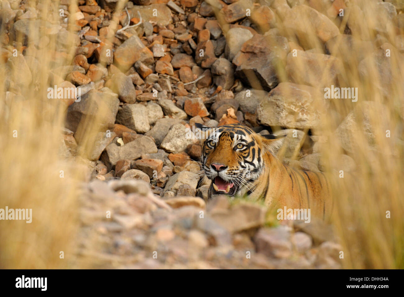 Wilde Tiger Blick durch Trockenrasen Stockfoto