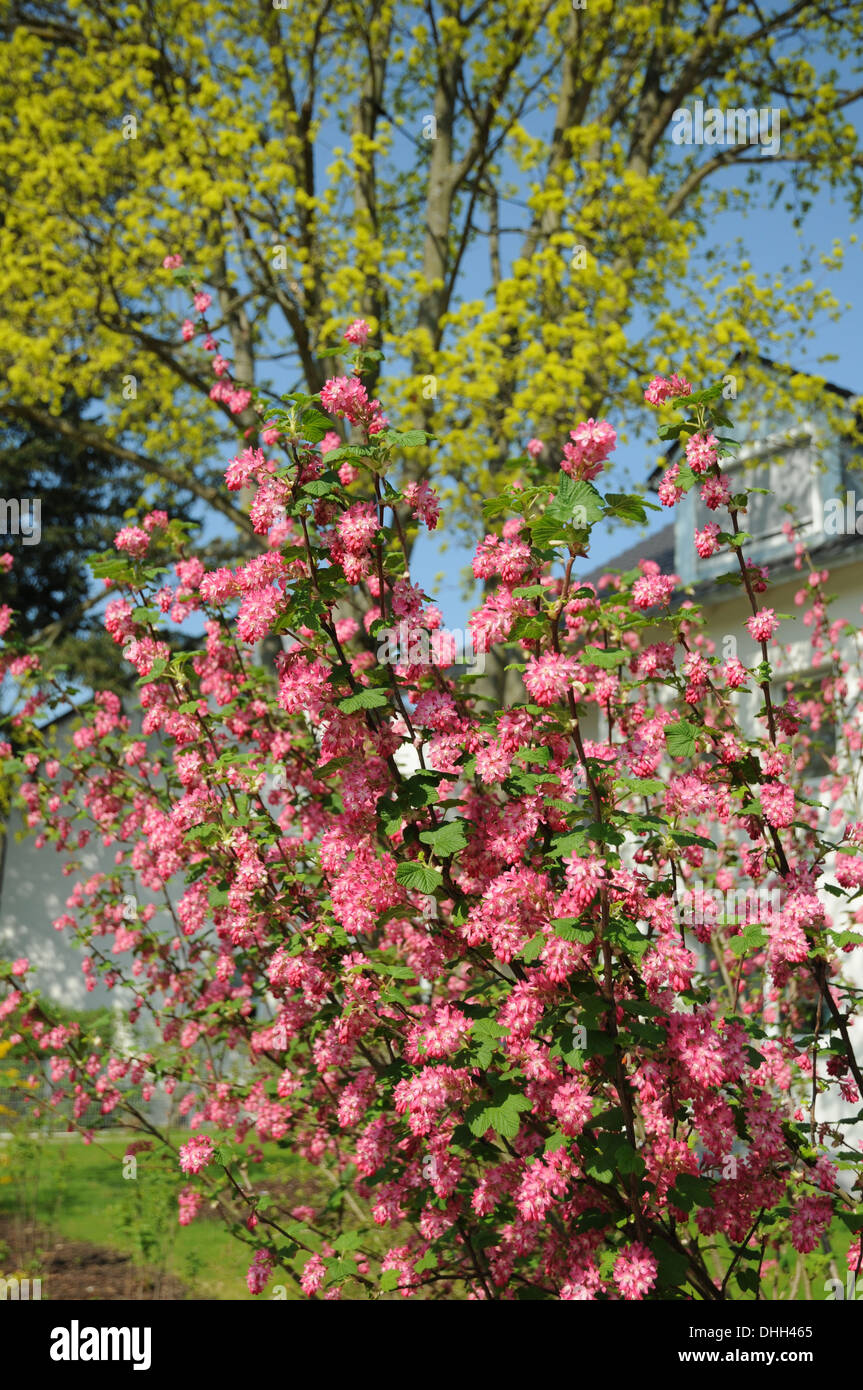 Blühende Johannisbeere Stockfoto