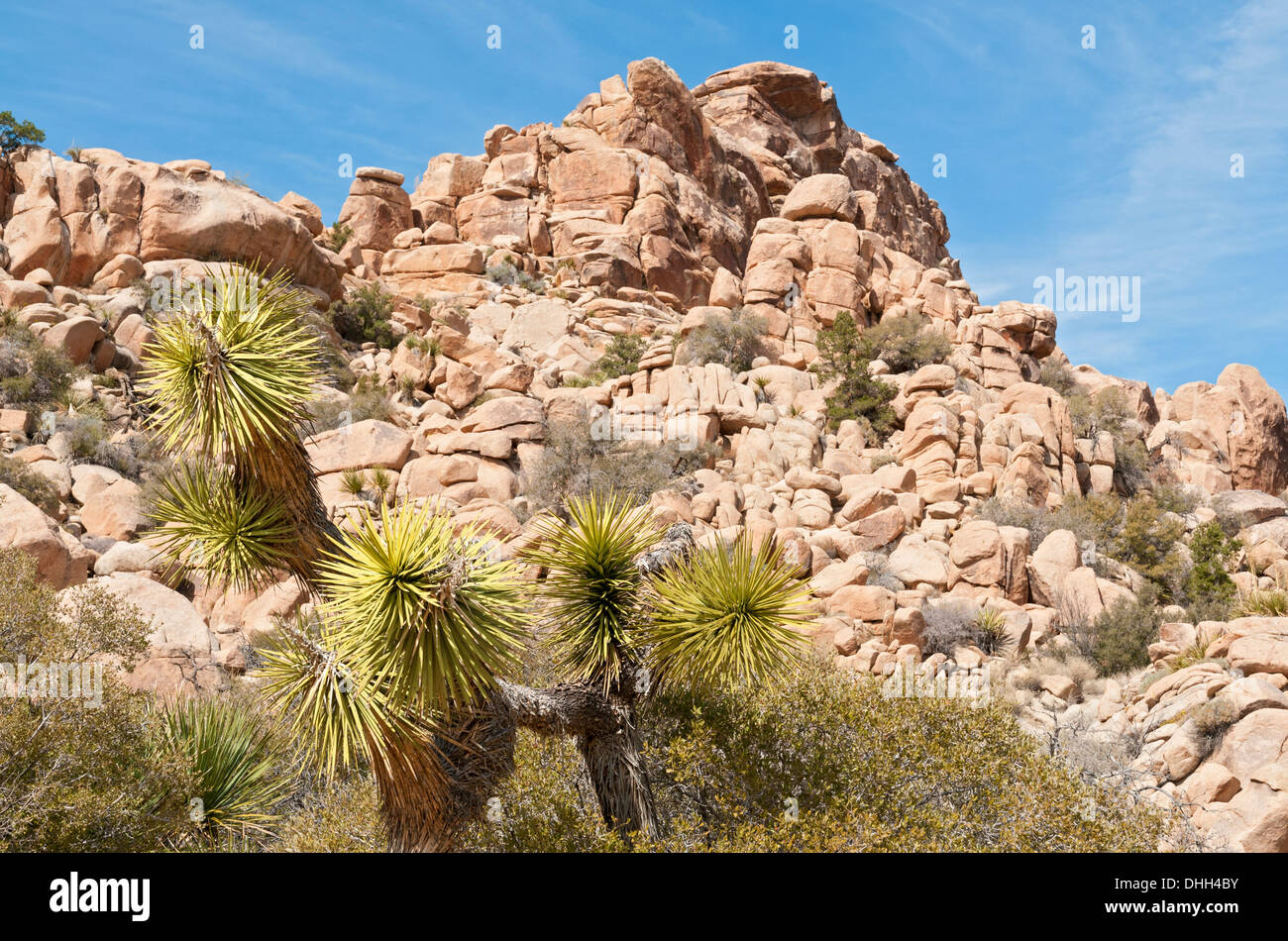 Joshua Tree National Park, California, Joshua Tree, Yucca Brevifolia, Hidden Valley Trail Stockfoto