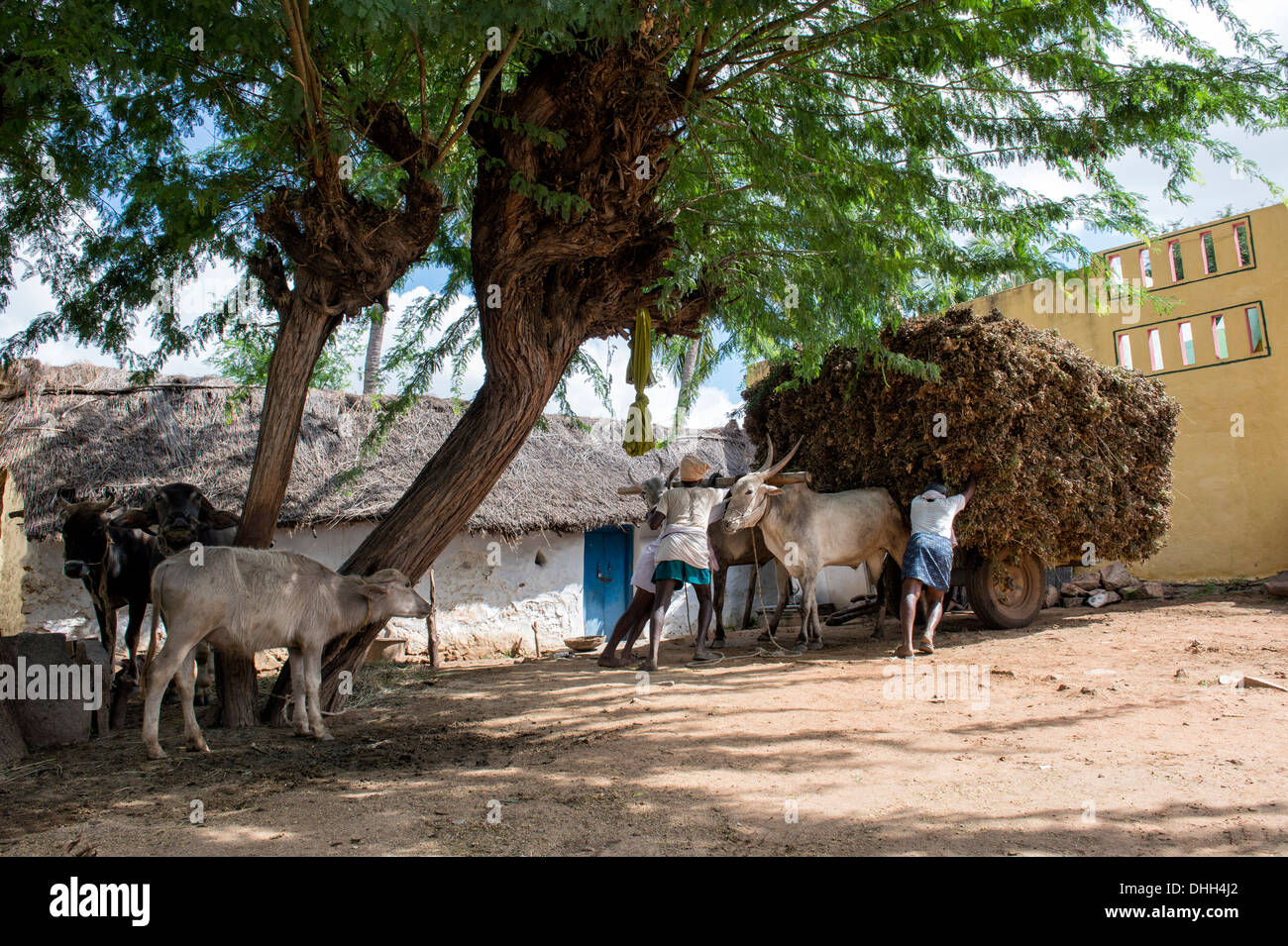 Indische Männer fallen aus den geernteten Erdnuss Pflanzen mit Ochsenkarren in einem ländlichen indischen Dorf. Andhra Pradesh, Indien Stockfoto