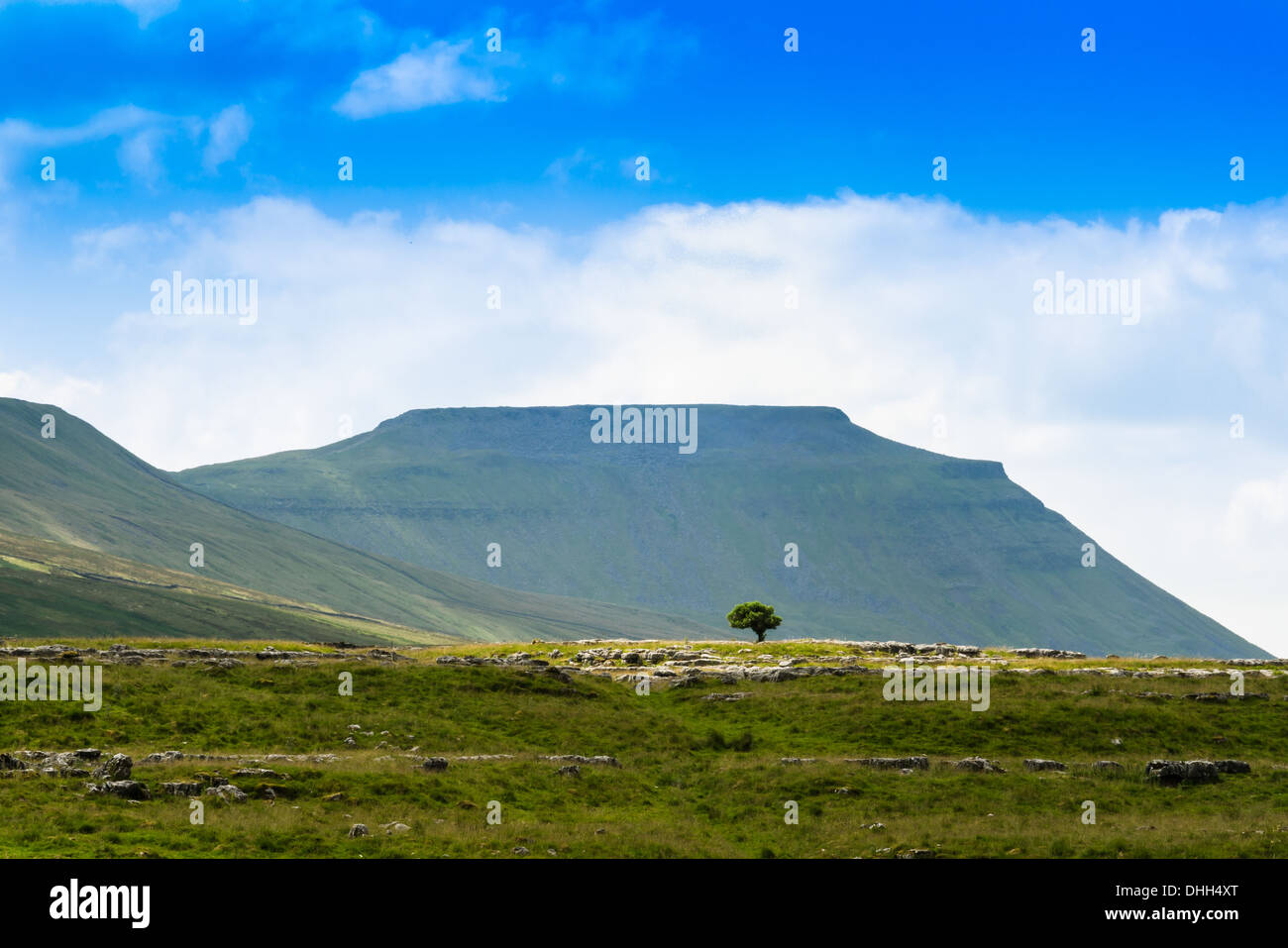 Ein einsamer Baum vor Ingleborough in Yorkshire Dales Stockfoto